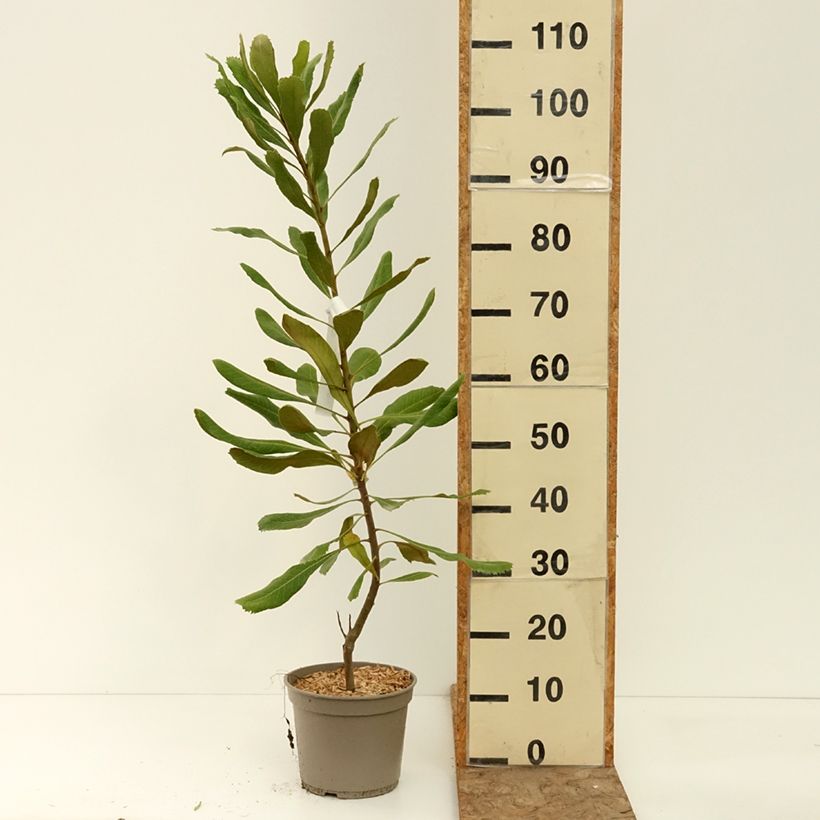 Esemplare di Telopea Red Embers Pot de 4L/5L consegnato in estate