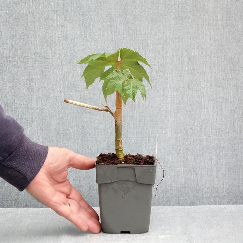 Esemplare di Tetrapanax papyrifera Rex Vaso da Ø 10 cm/11 cm come consegnato in autunno