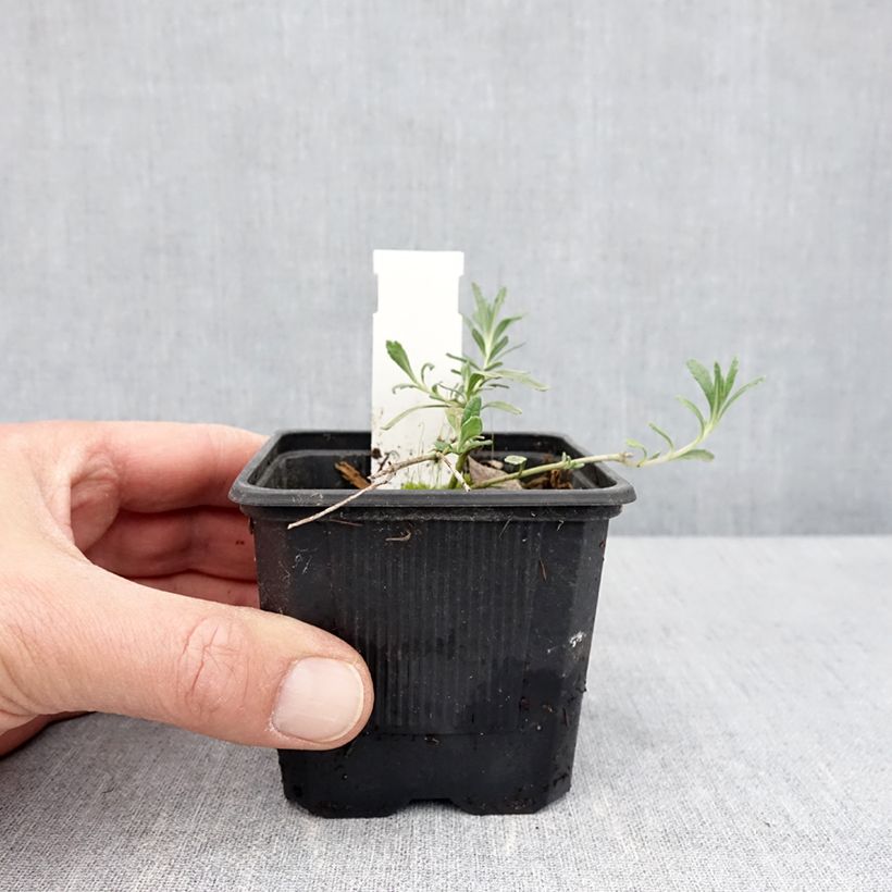 Example of Teucrium ackermannii Vasetto da 8/9 cm as you get in printemps