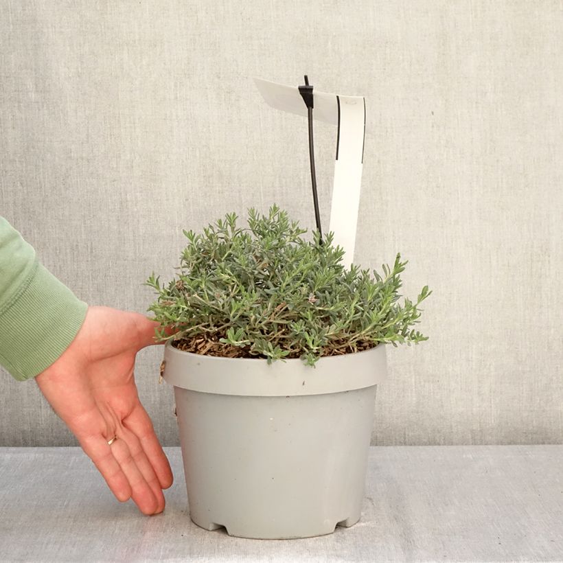 Example of Teucrium ackermannii Vaso da 3L/4L as you get in hiver