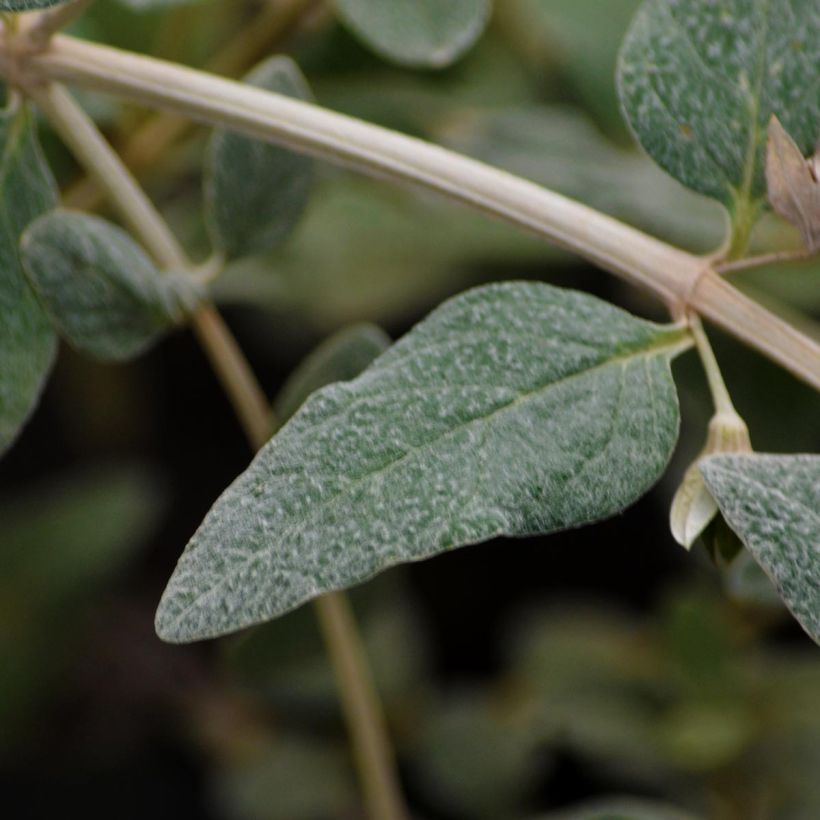 Teucrium fruticans Azureum (Foliage)