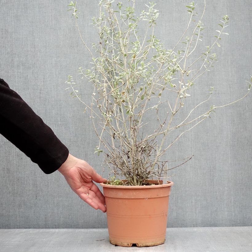 Example of Teucrium fruticans Azureum Vaso da 4L/5L as you get in hiver