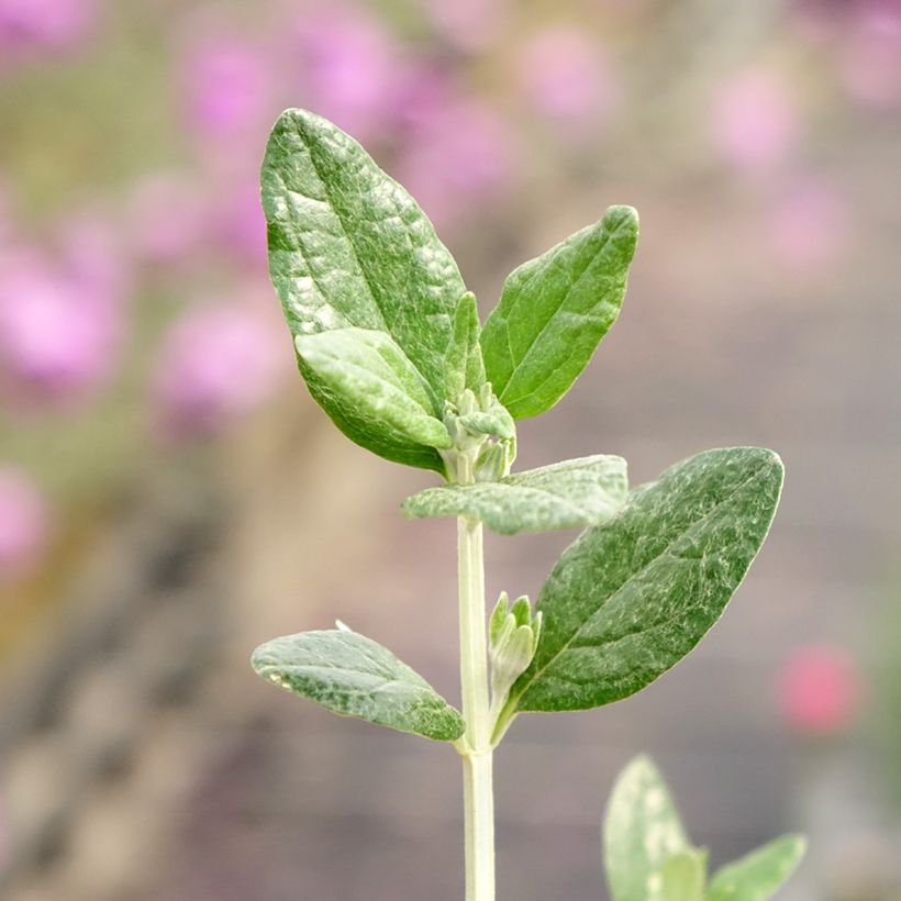 Teucrium fruticans Selection Erecta (Foliage)