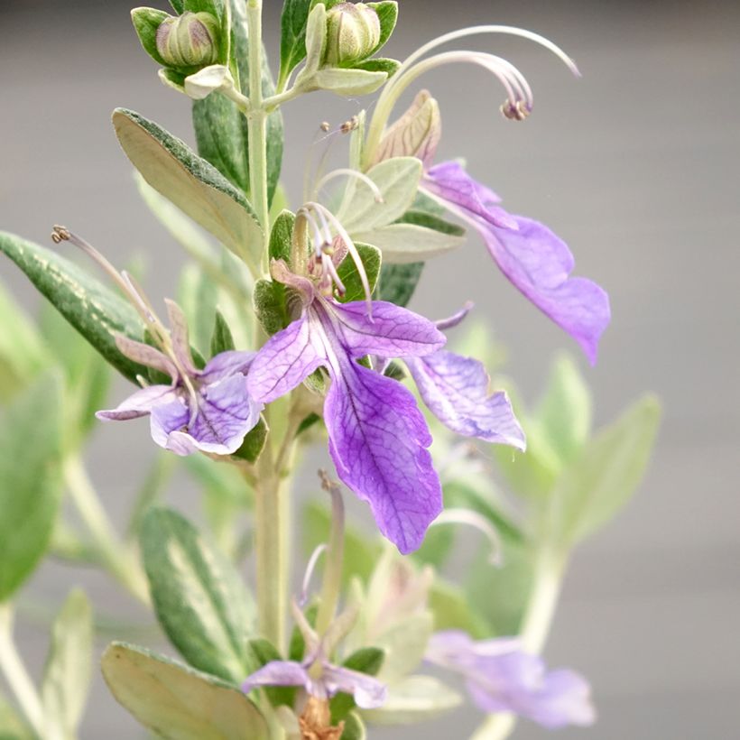 Teucrium fruticans Selection Erecta (Flowering)