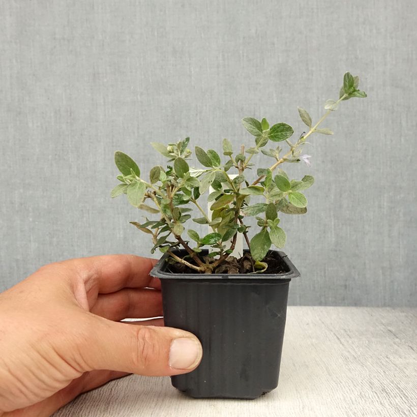 Example of Teucrium fruticans Selection Erecta Vasetto da 8/9 cm as you get in printemps