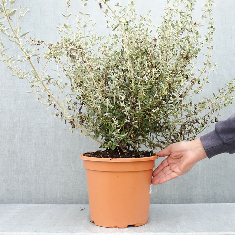 Example of Teucrium fruticans Selection Erecta Vaso da 7,5L/10L as you get in printemps