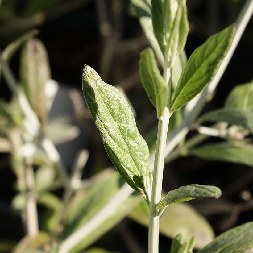 Teucrium Indyho (Fogliame)