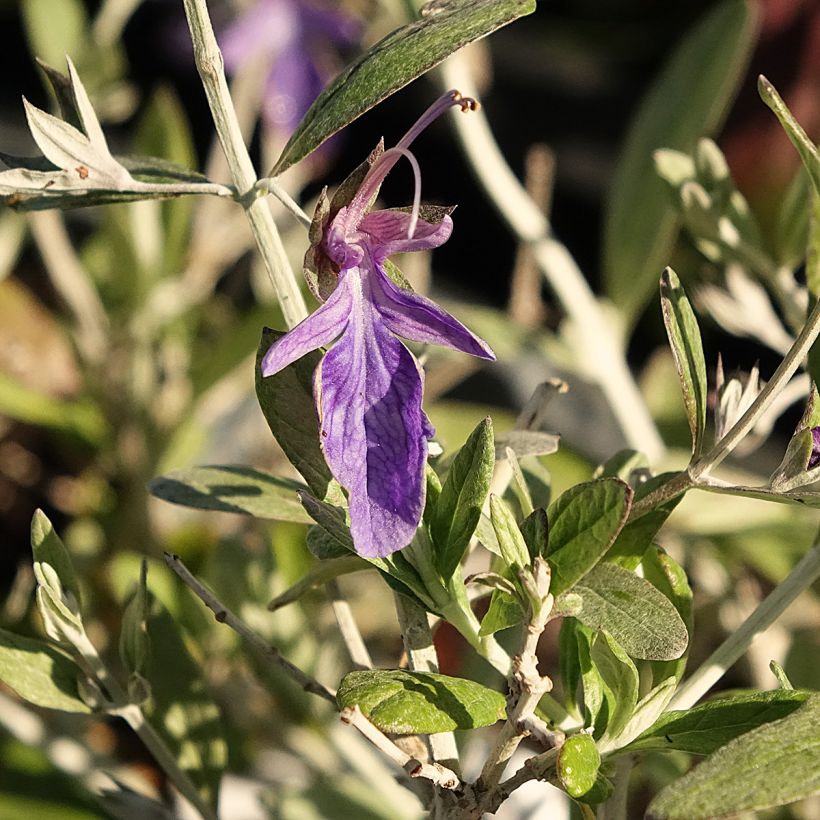 Teucrium Indyho (Fioritura)