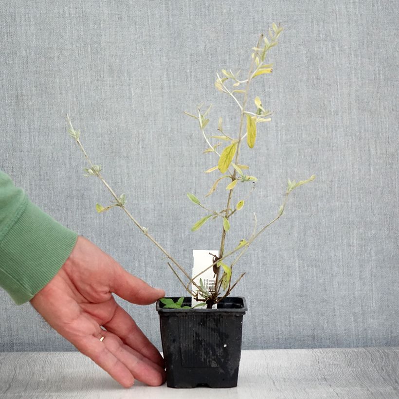 Esemplare di Teucrium Indyho Vasetto da 8/9 cm consegnato in estate