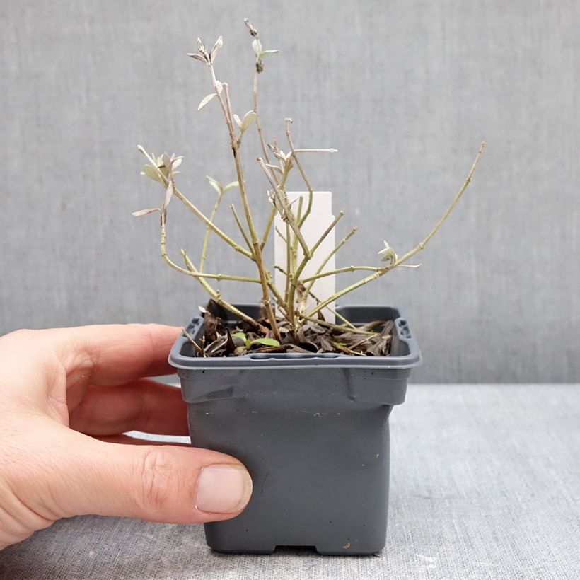 Teucrium Indyho Vasetto da 8/9 cm esemplare consegnato in inverno