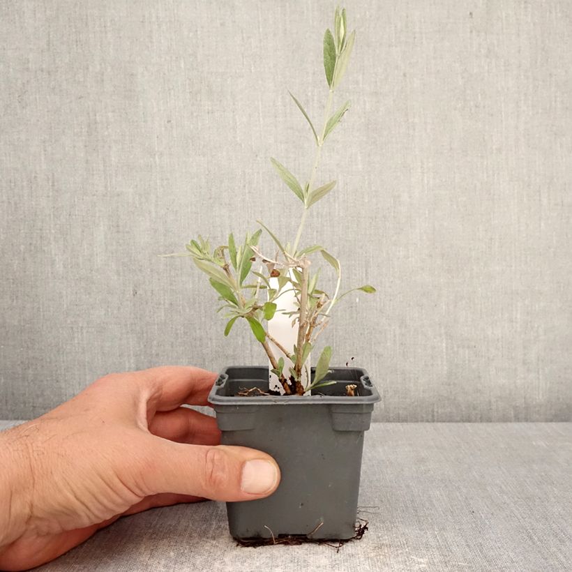 Teucrium Indyho Vasetto da 8/9 cm esemplare consegnato in primavera