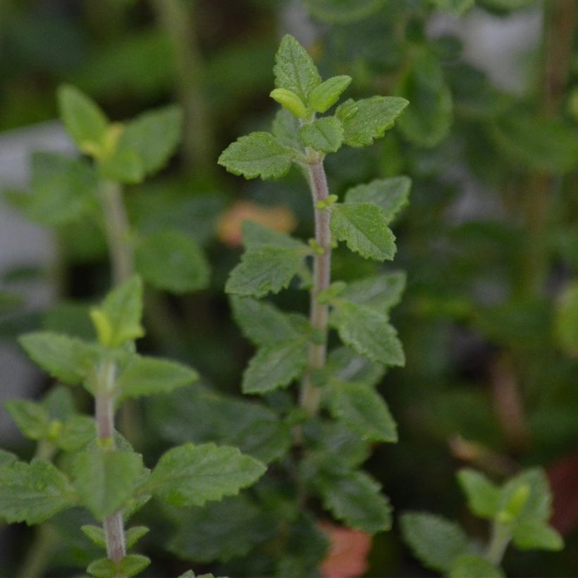 Teucrium lucidrys (Foliage)