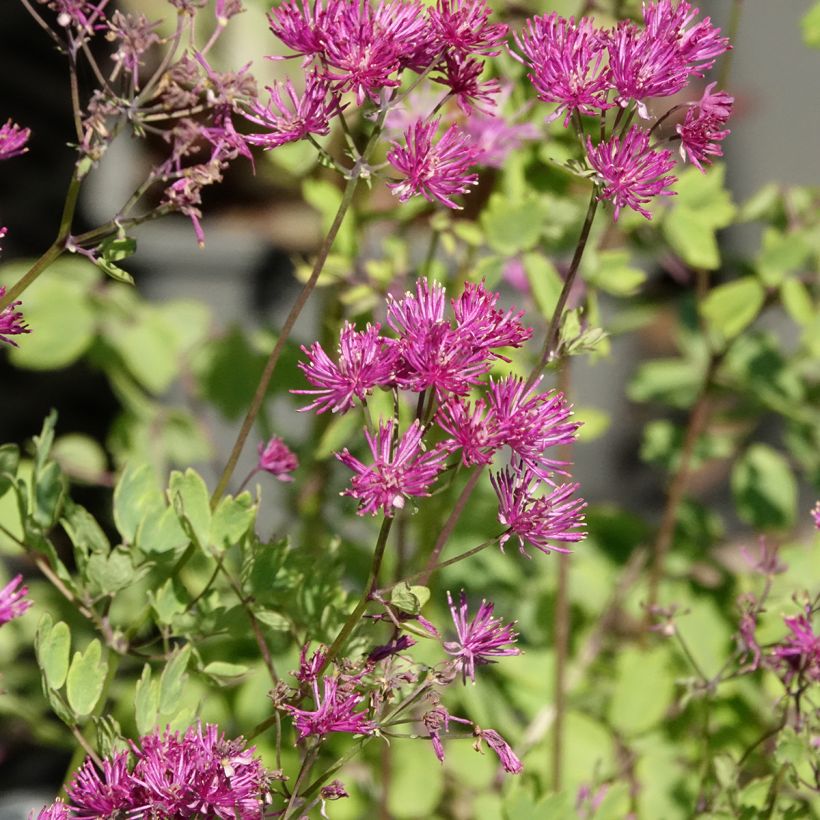 Thalictrum aquilegifolium Thundercloud - Pigamo colombino (Fioritura)