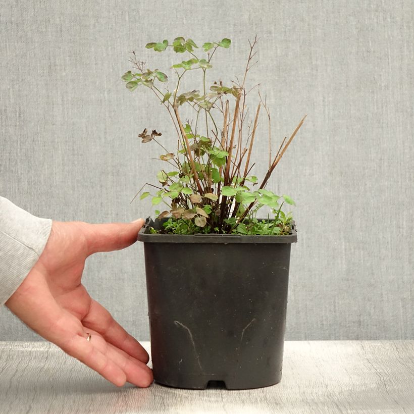 Esemplare di Thalictrum aquilegifolium Thundercloud - Pigamo colombino Vaso da 2L/3L consegnato in estate