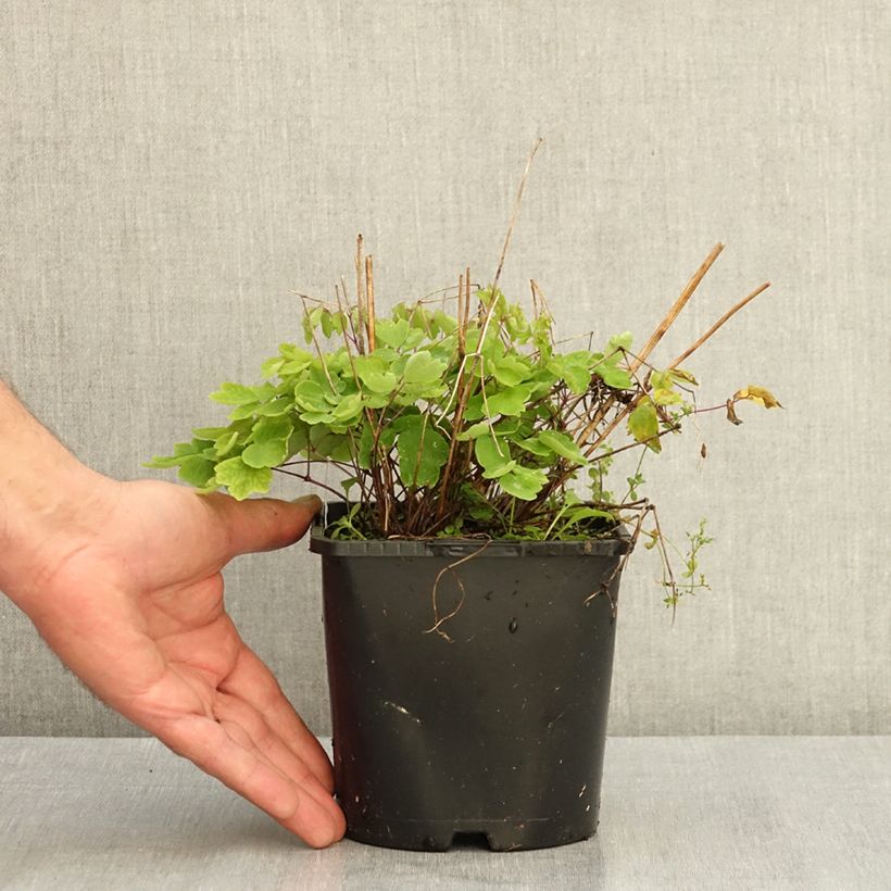 Esemplare di Thalictrum Black Stockings - Pigamo Vaso da 2L/3L consegnato in estate