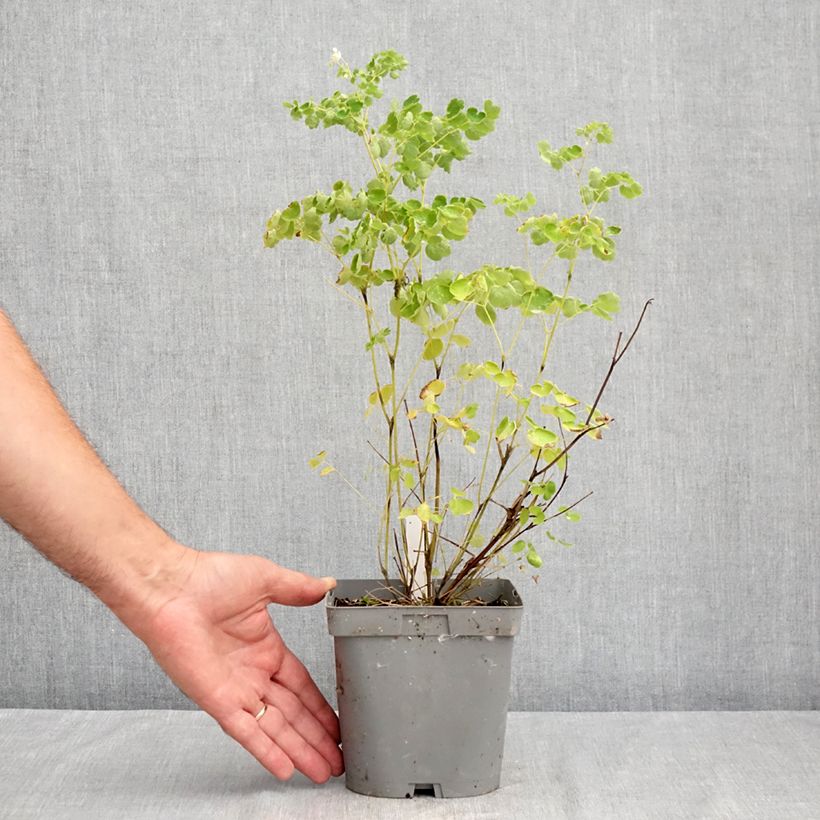 Esemplare di Thalictrum delavayi Album - Pigamo Vaso da 2L/3L consegnato in estate