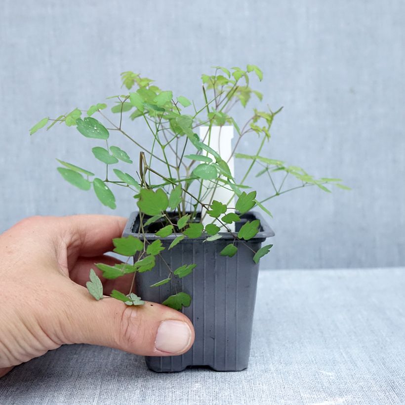 Esemplare di Thalictrum delavayi Hewitt's double - Pigamo Vasetto da 8/9 cm come consegnato in autunno