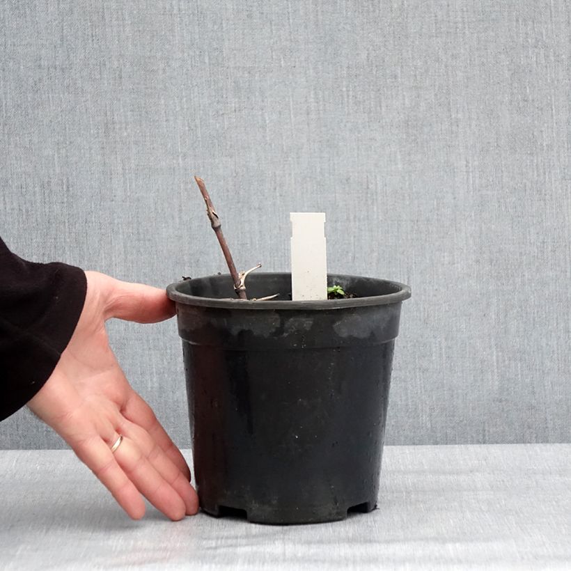 Thalictrum delavayi Hewitt's Double - Pigamon Pot de 2L/3L esemplare consegnato in inverno