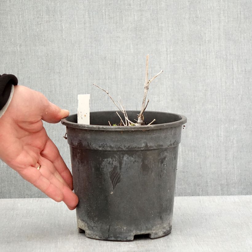 Thalictrum delavayi Hewitt's double - Pigamo Vaso da 2L/3L esemplare consegnato in primavera