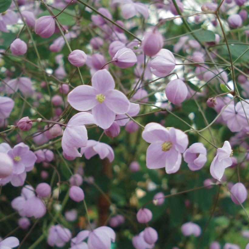 Thalictrum delavayi Splendide - Pigamo (Fioritura)