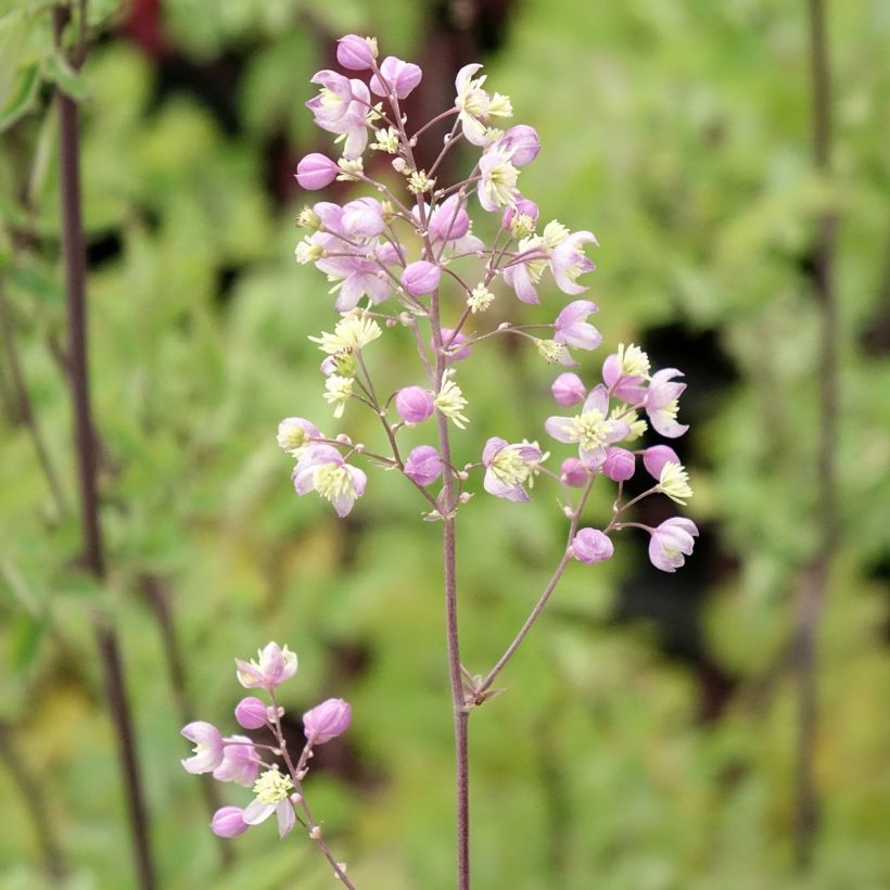 Thalictrum Elin - Pigamo (Fioritura)