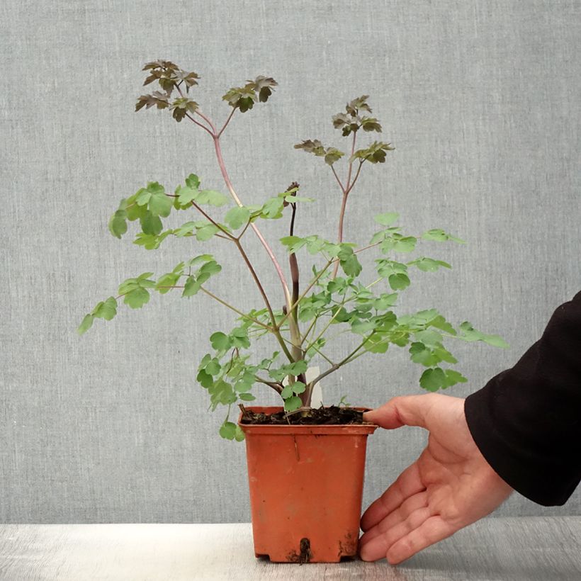 Thalictrum Elin - Pigamo Vaso da 1L/1,5L esemplare consegnato in primavera