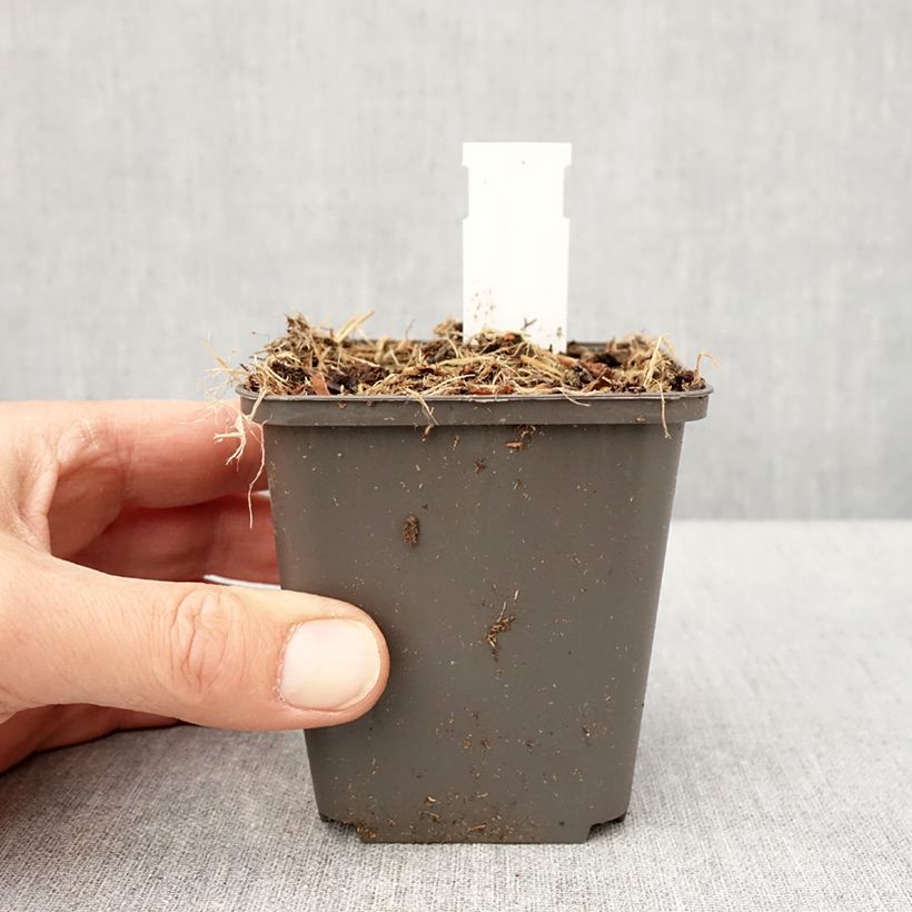 Thalictrum kiusianum - Pigamo Vasetto da 8/9 cm esemplare consegnato in primavera