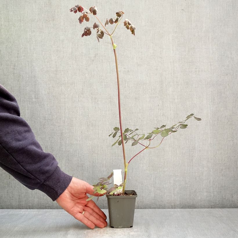 Thalictrum petaloideum Ghent Ebony - Pigamo Vasetto da 8/9 cm esemplare consegnato in primavera