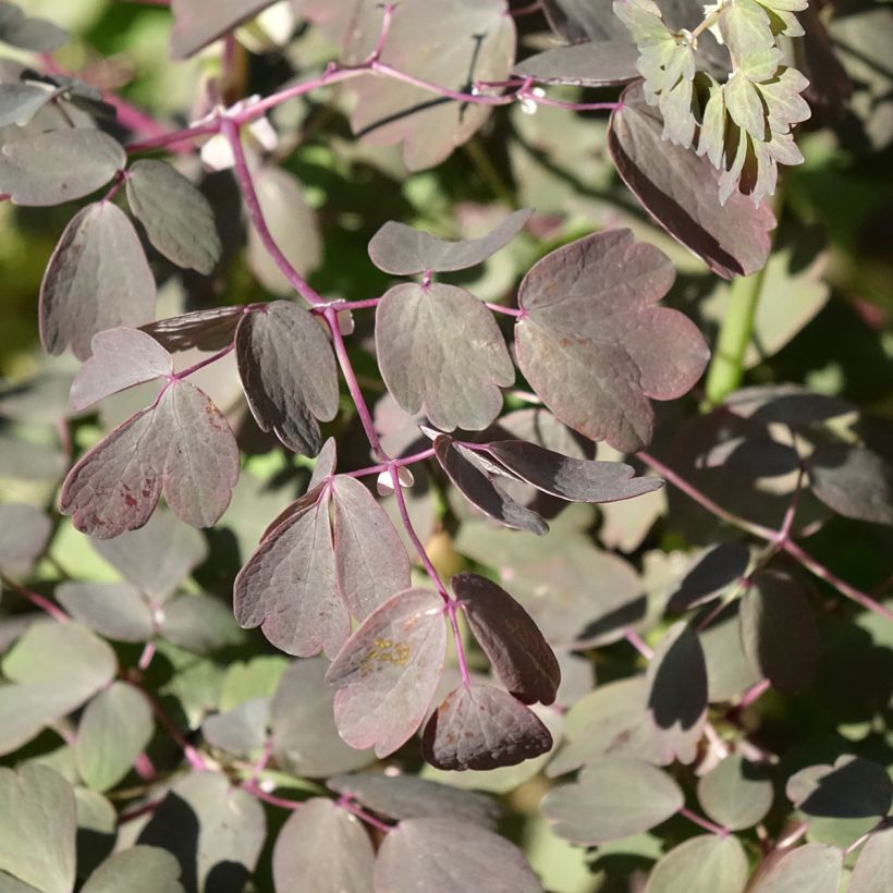 Thalictrum petaloideum Ghent Ebony - Pigamo (Fogliame)