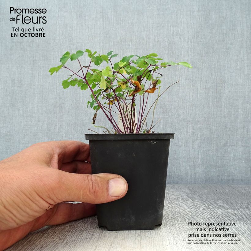 Esemplare di Thalictrum Purplelicious - Pigamo Vasetto da 8/9 cm come consegnato in autunno