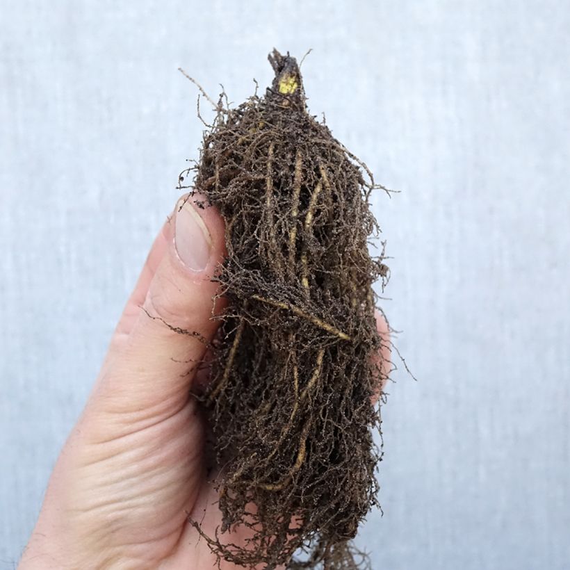 Thalictrum rochebrunianum - Pigamo Piante piccole a radice nuda esemplare consegnato in inverno