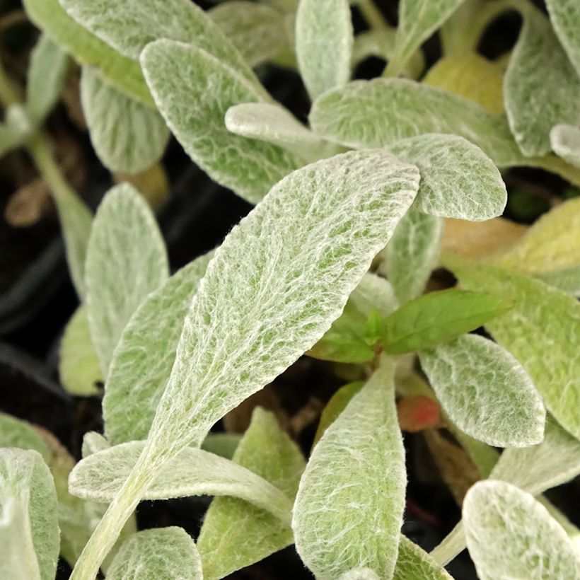 Sideritis syriaca - Stregonia siciliana (Foliage)