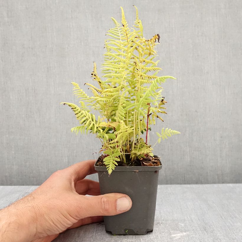 Esemplare di Thelypteris kunthii - Fougère Godet de 8/9 cm come consegnato in autunno