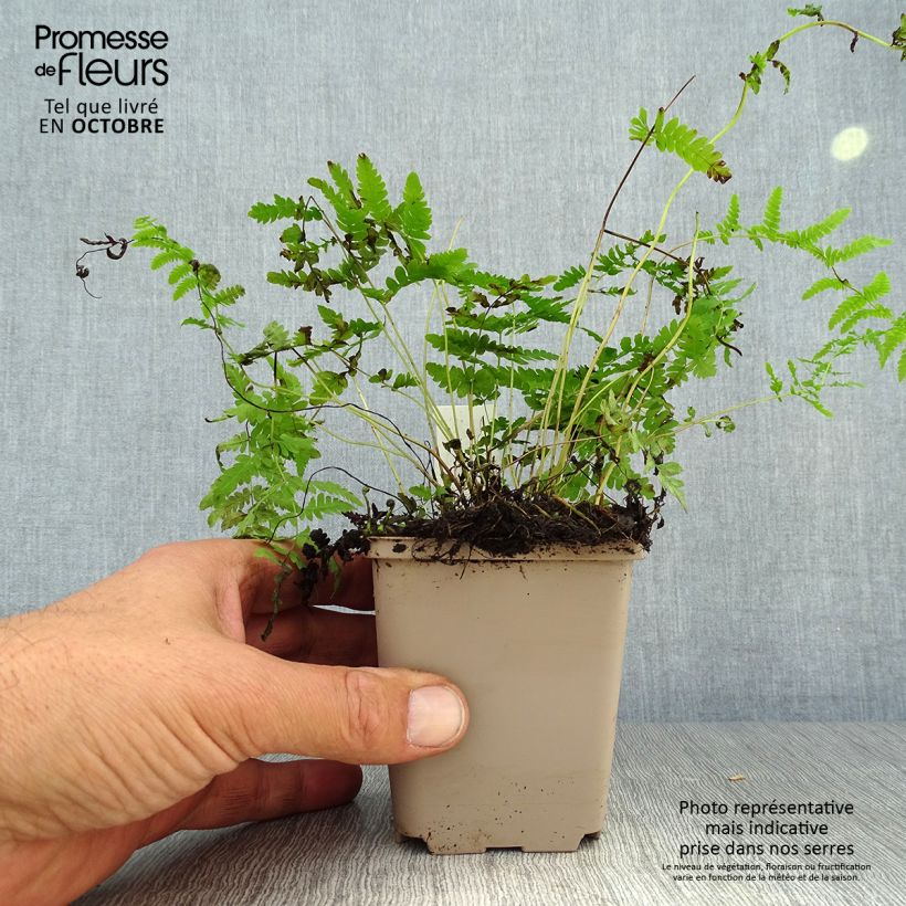 Esemplare di Thelypteris palustris - Felce palustre Vasetto da 8/9 cm come consegnato in autunno