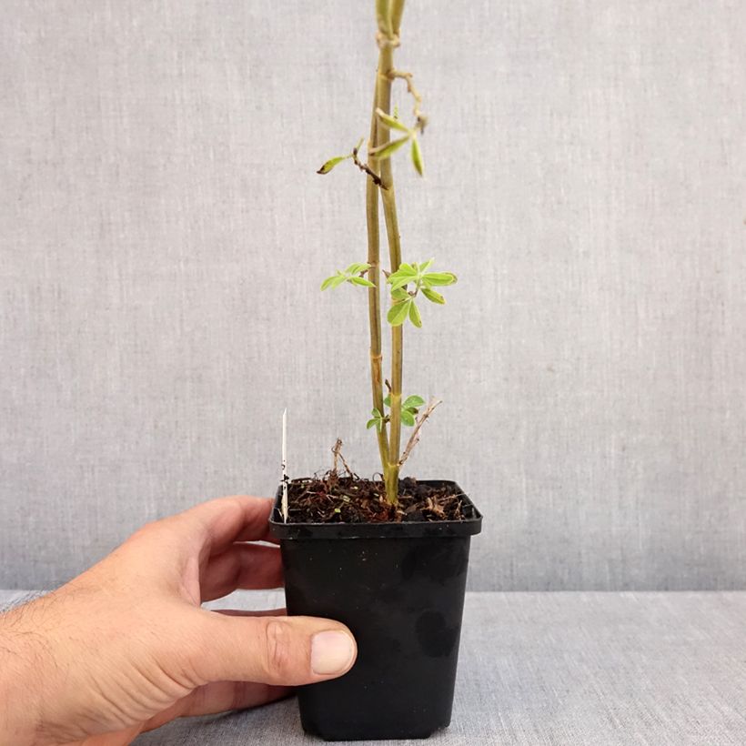 Esemplare di Thermopsis chinensis Vasetto da 8/9 cm come consegnato in autunno