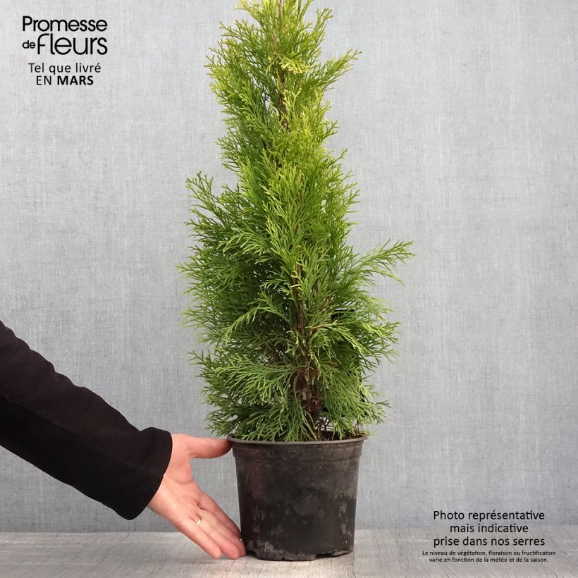 Example of Thuja occidentalis Golden Smaragd - Tuia occidentale Vaso da 2L/3L as you get in printemps