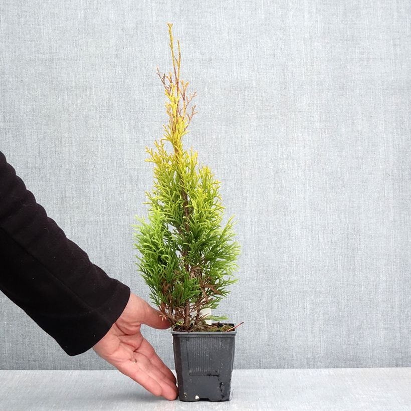 Example of Thuja occidentalis Golden Smaragd - Tuia occidentale Vasetto da 8/9 cm as you get in printemps