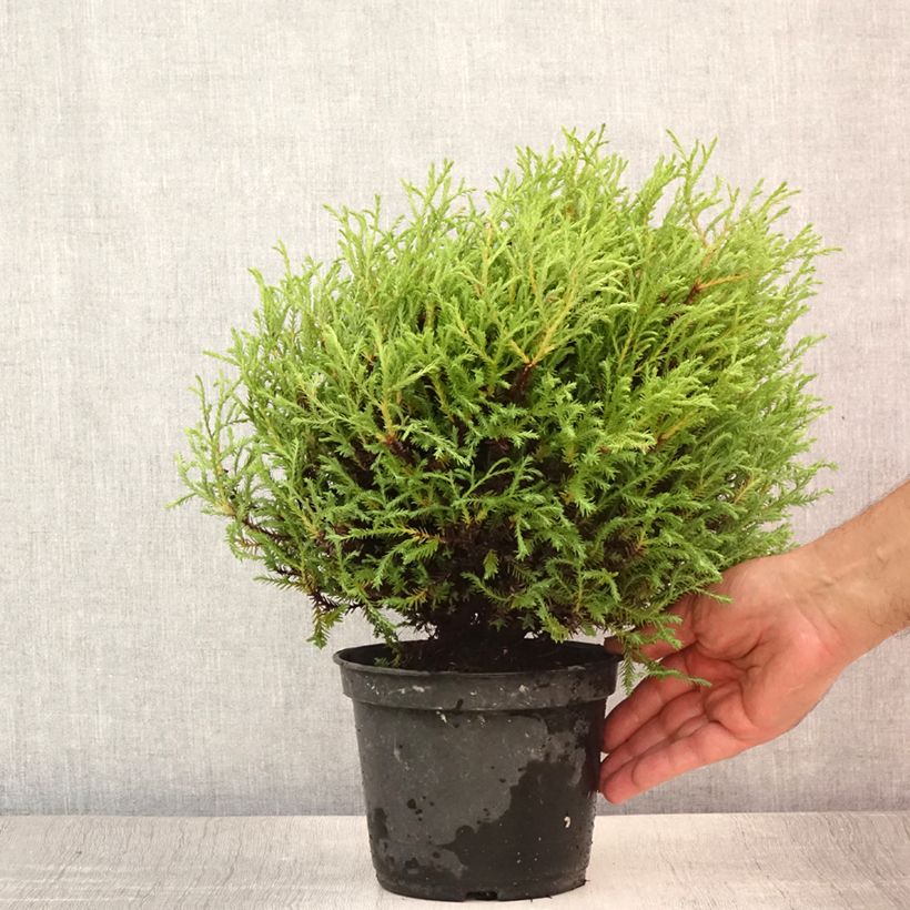 Esemplare di Thuja occidentalis Mr Bowling Ball - Tuia occidentale Vaso da 2L/3L consegnato in estate