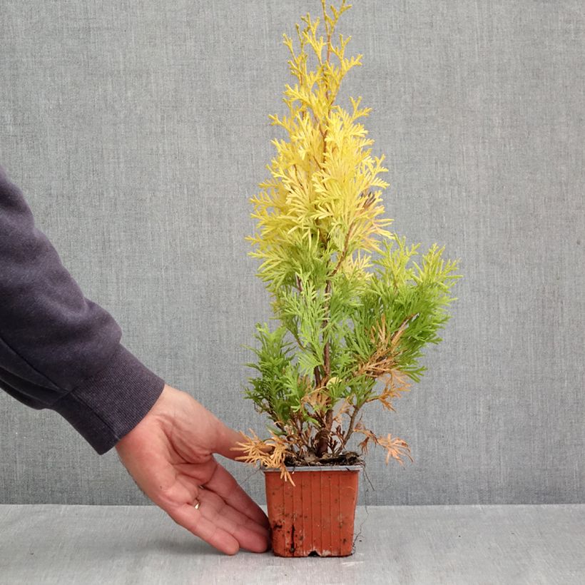 Esemplare di Thuja occidentalis Sunny Smaragd - Tuia occidentale Vasetto da 8/9 cm come consegnato in autunno