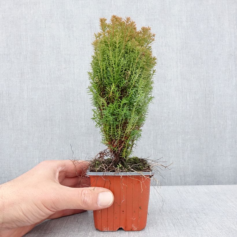 Thuja occidentalis Teddy - Tuia occidentale Vasetto da 8/9 cm esemplare consegnato in primavera
