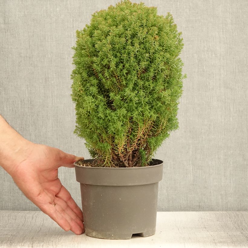 Esemplare di Thuja occidentalis Teddy - Tuia occidentale Vaso da 2L/3L consegnato in estate