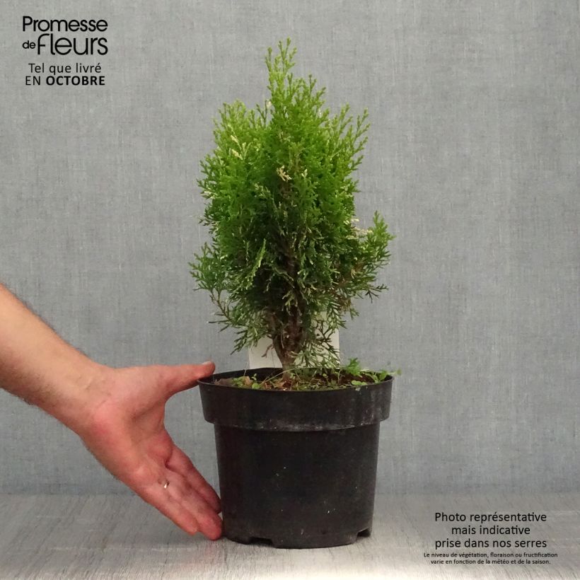 Esemplare di Thuja orientalis Fleck - Tuia chinese Vaso da 2L/3L come consegnato in autunno