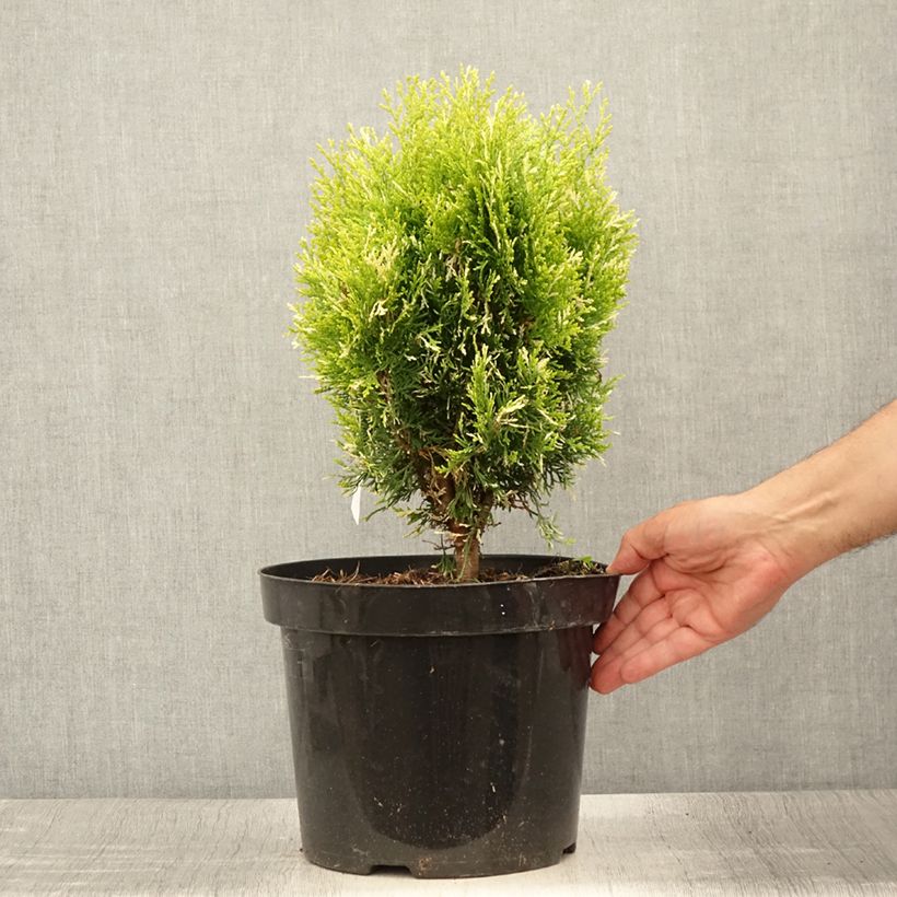 Esemplare di Thuja orientalis Fleck - Tuia chinese Vaso da 7,5L/10L consegnato in estate