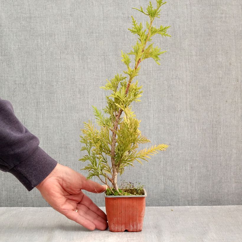 Esemplare di Thuja plicata Can-can - Tuia plicata Vasetto da 8/9 cm come consegnato in autunno