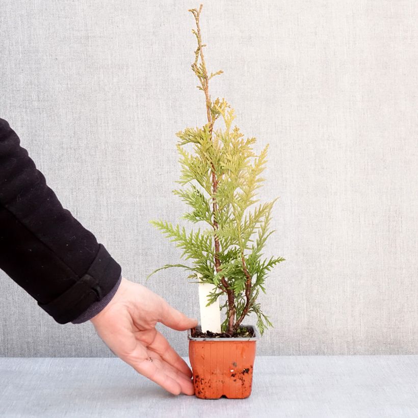 Thuja plicata Can-Can - Thuya compact Godet de 8/9 cm esemplare consegnato in inverno