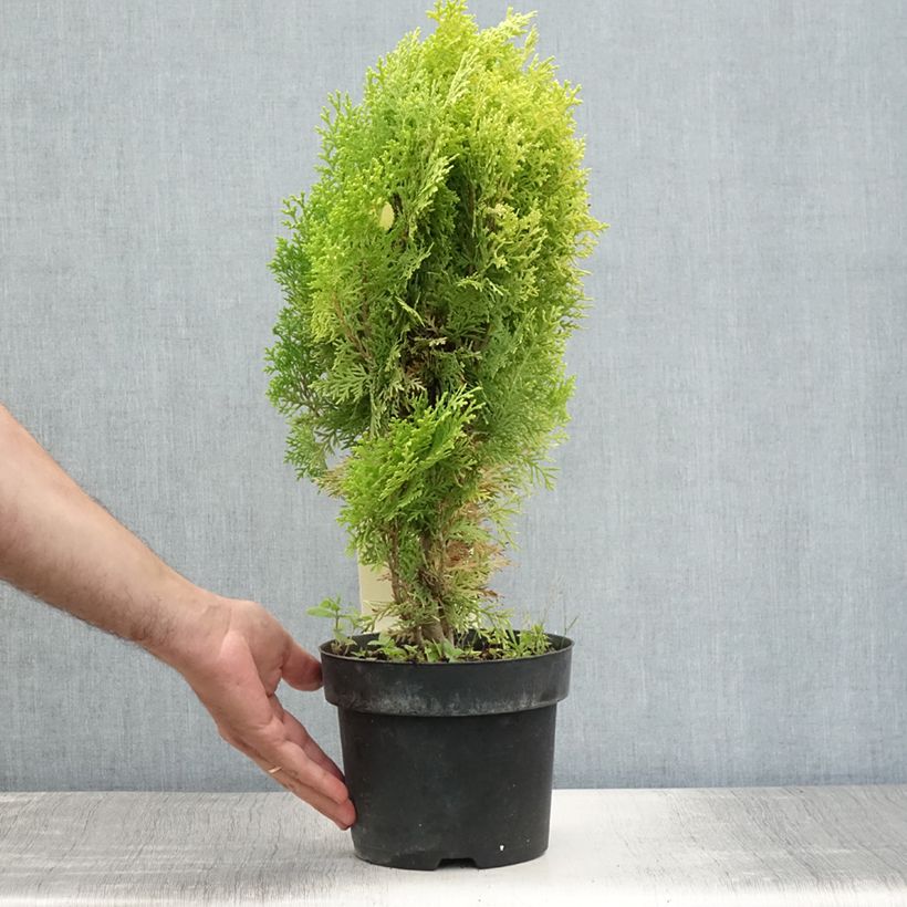 Esemplare di Platycladus orientalis Aurea Nana - Tuia orientale Vaso da 2L/3L consegnato in estate