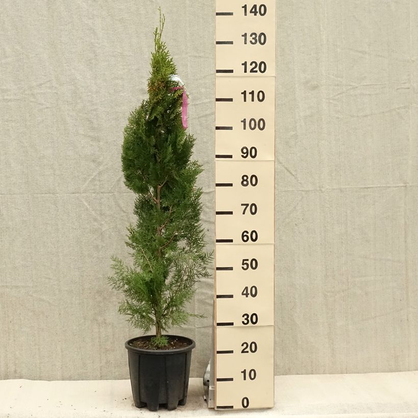 Thuja orientalis Pyramidalis Aurea - Tuia chinese Vaso da 7,5L/10L esemplare consegnato in primavera