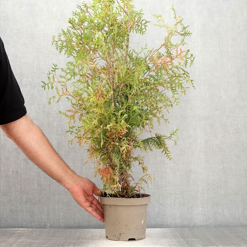Esemplare di Thuja occidentalis Brabant - Tuia occidentale Vaso da 2L/3L consegnato in estate