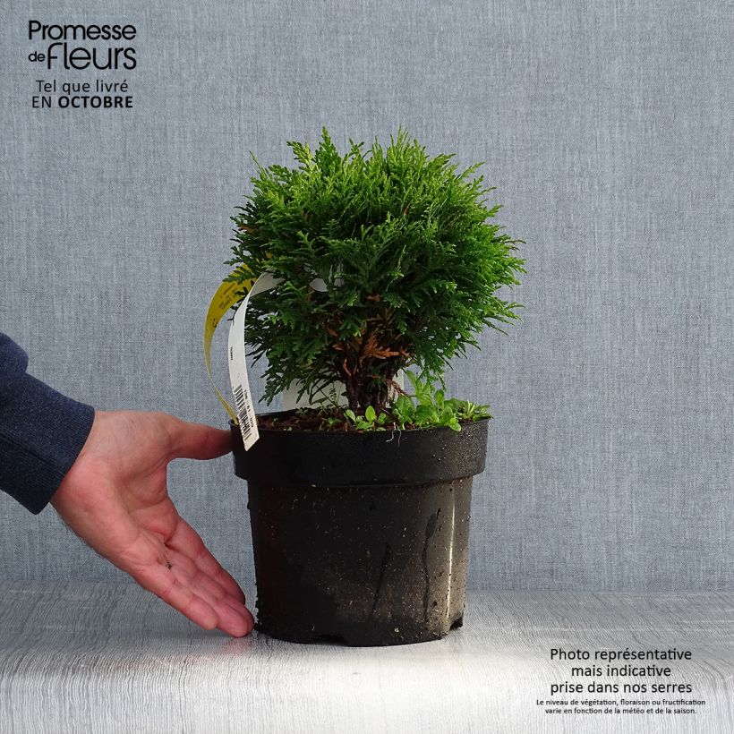 Esemplare di Thuja occidentalis Danica - Tuia occidentale Vaso da 2L/3L come consegnato in autunno