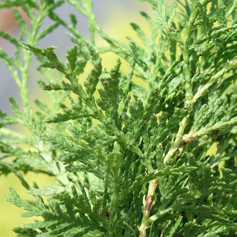 Thuja occidentalis Globosa Aurea - Tuia occidentale (Fogliame)